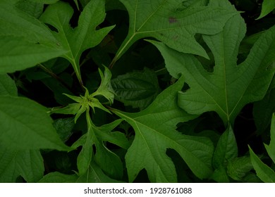 Detail Daun 5 Jari Nomer 21