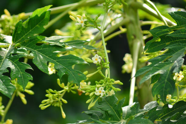 Detail Daun 5 Jari Nomer 24