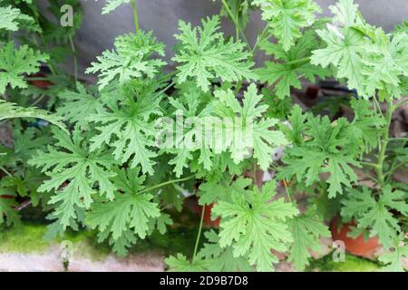 Detail Daun 5 Jari Nomer 28