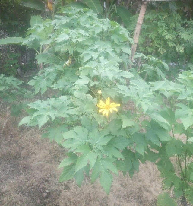 Detail Daun 5 Jari Nomer 31