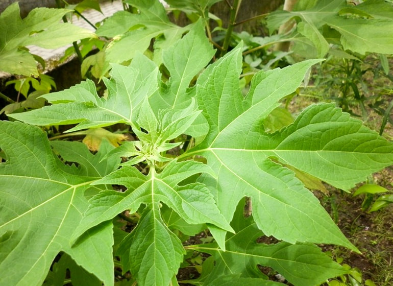 Detail Daun 5 Jari Nomer 35
