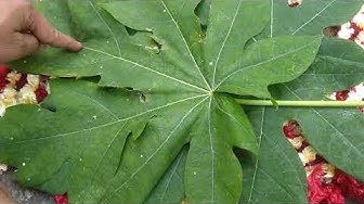 Detail Daun 5 Jari Nomer 38