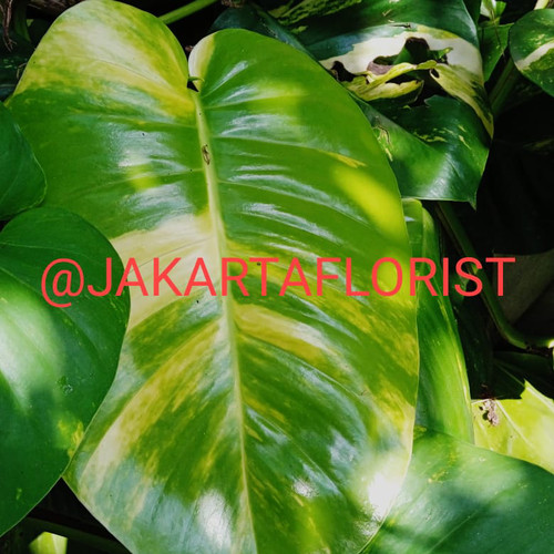 Detail Daun 5 Jari Nomer 39