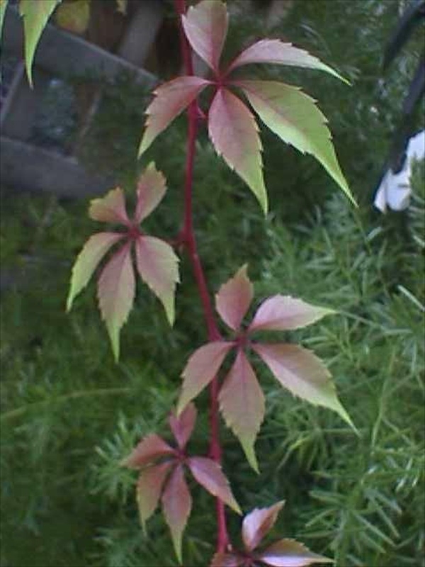 Detail Daun 5 Jari Nomer 41