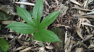 Detail Daun 5 Jari Nomer 42