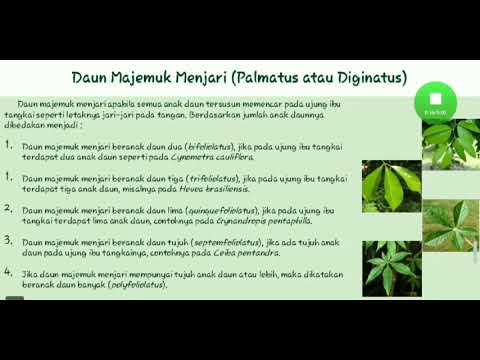 Detail Daun 5 Jari Nomer 46