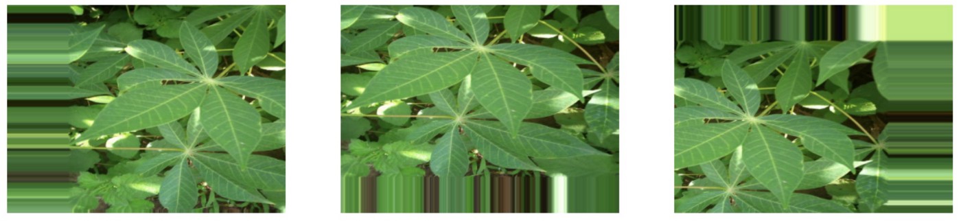 Detail Daun 5 Jari Nomer 47