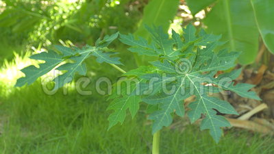 Detail Daun 5 Jari Nomer 50