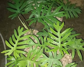 Detail Daun 5 Jari Nomer 52