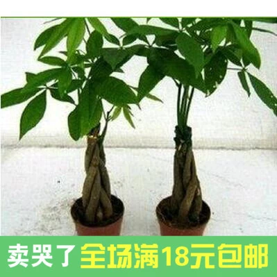 Detail Daun 5 Jari Nomer 53