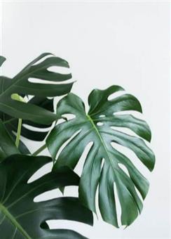 Detail Daun Aesthetic Pinterest Nomer 46