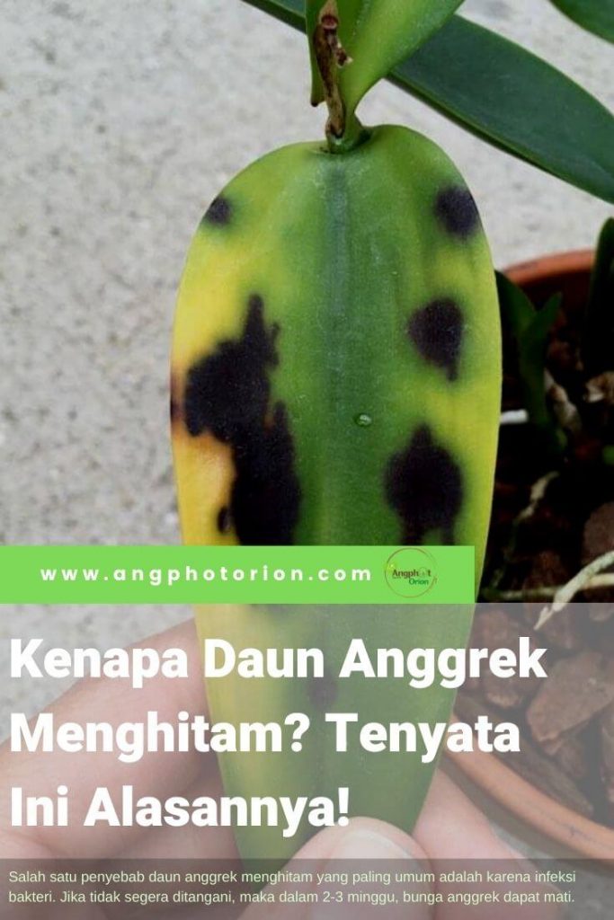 Detail Daun Anggrek Hitam Nomer 19