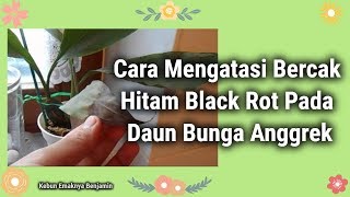 Detail Daun Anggrek Hitam Nomer 26