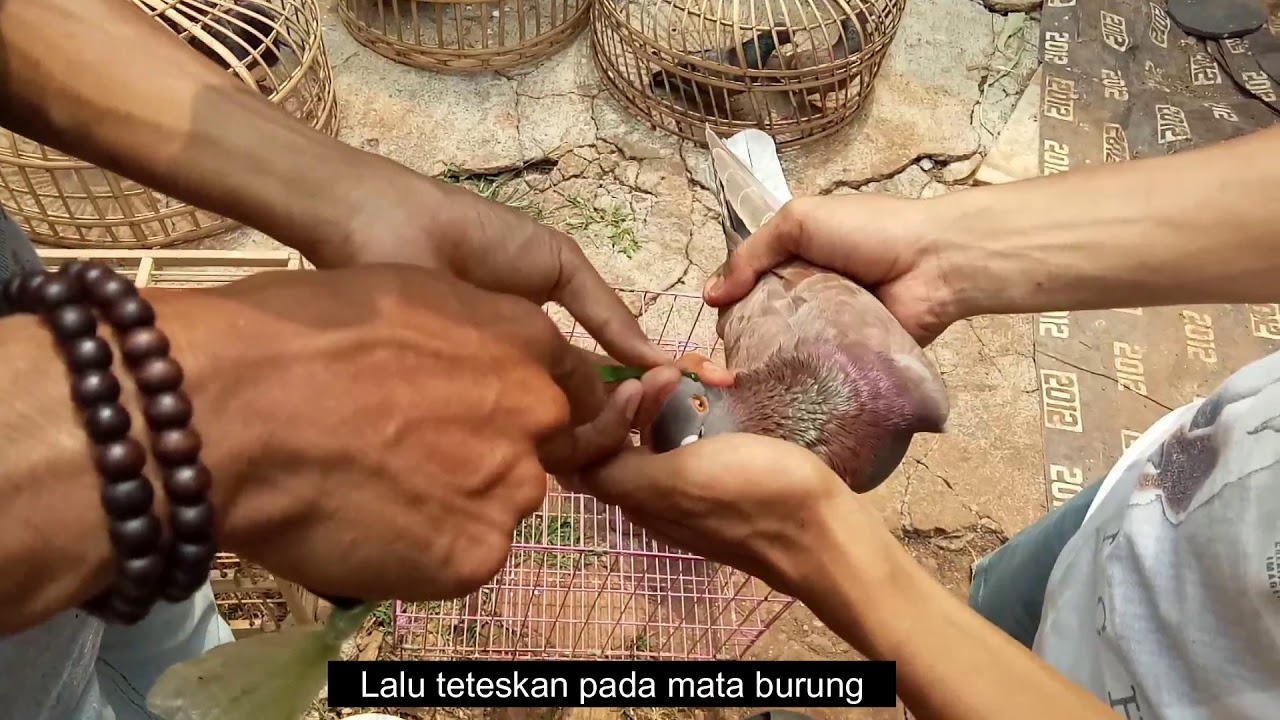 Detail Daun Anting Anting Untuk Burung Nomer 34