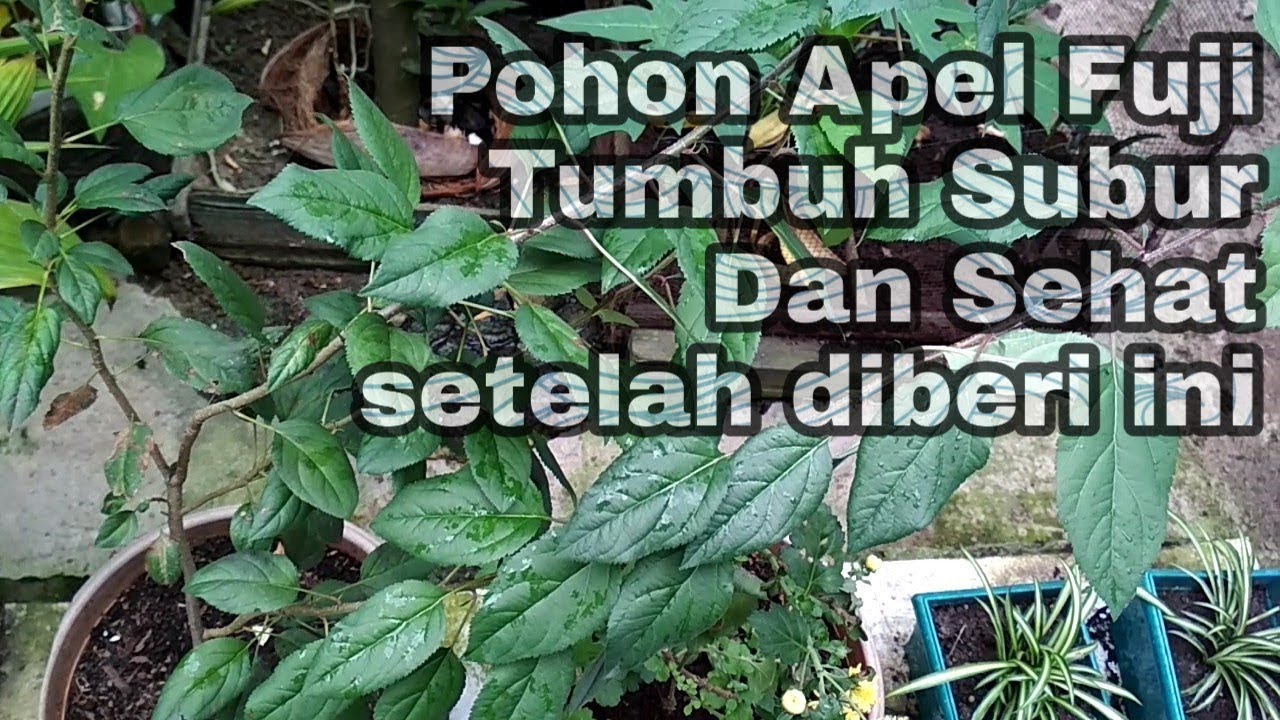 Detail Daun Apel Fuji Nomer 14