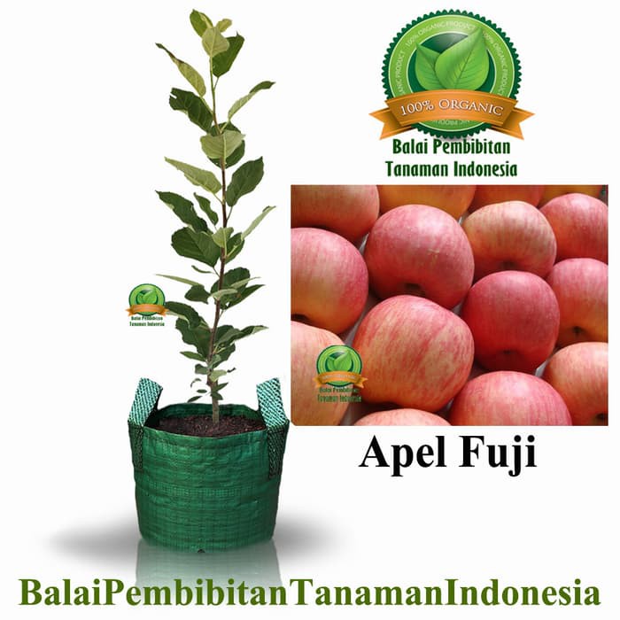 Detail Daun Apel Fuji Nomer 17