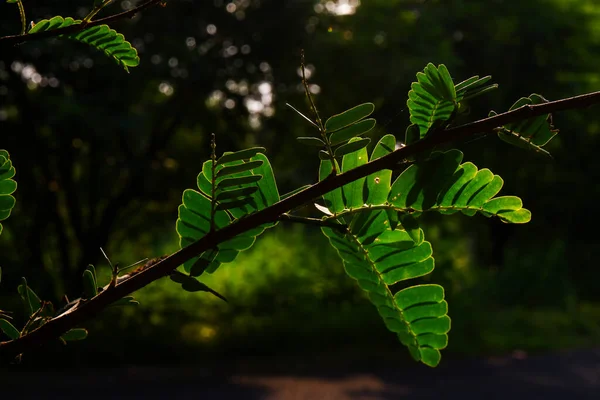 Detail Daun Asam Kecil Nomer 33