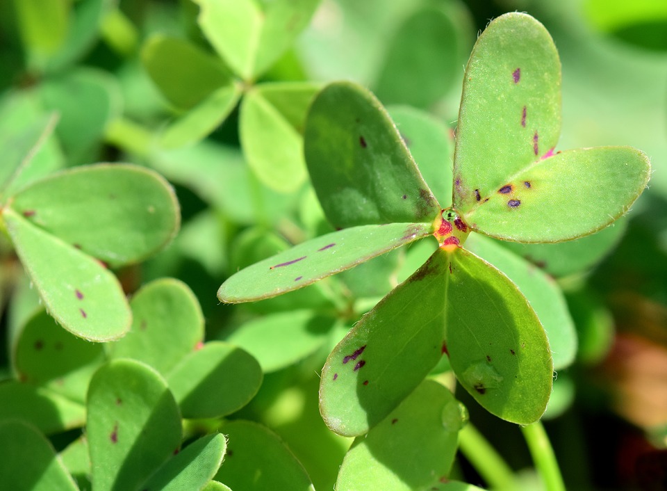 Detail Daun Asam Kecil Nomer 7