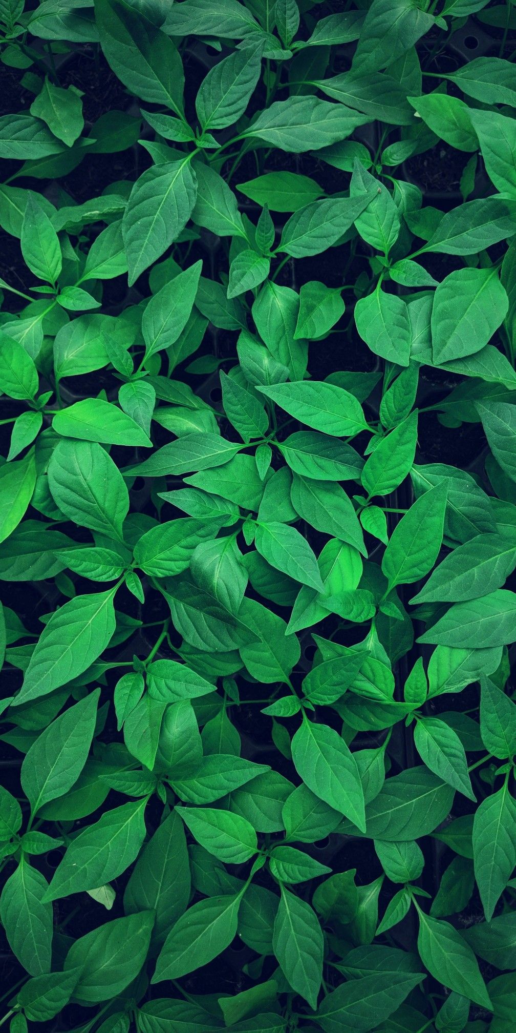 Daun Background - KibrisPDR