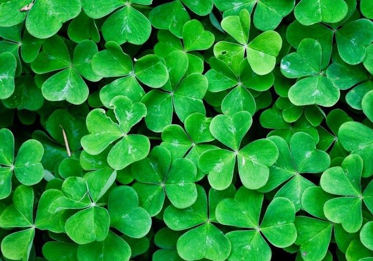 Detail Daun Background Nomer 18