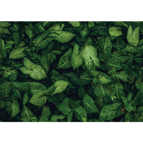 Detail Daun Background Nomer 23