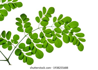 Detail Daun Background Nomer 28