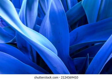 Detail Daun Background Nomer 30