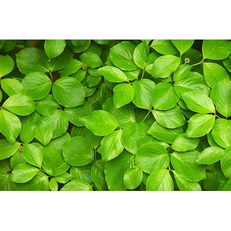 Detail Daun Background Nomer 33