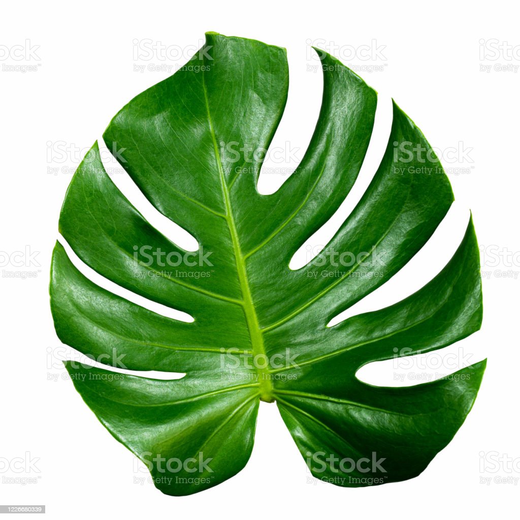 Detail Daun Background Nomer 39