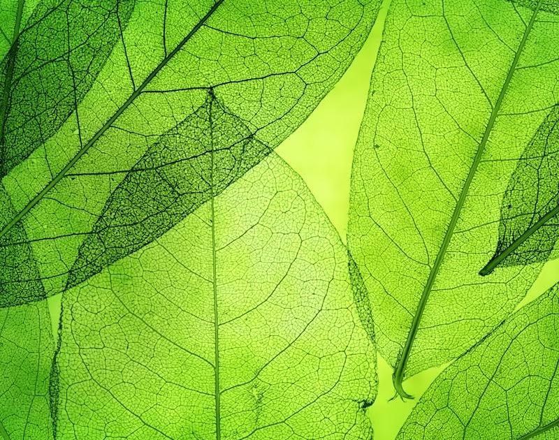Detail Daun Background Nomer 46