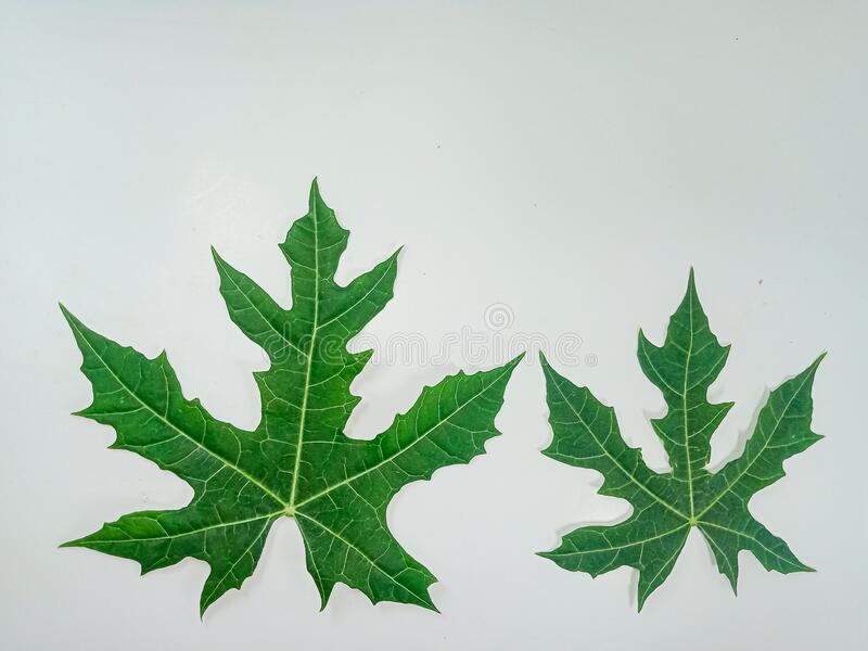 Detail Daun Background Nomer 49