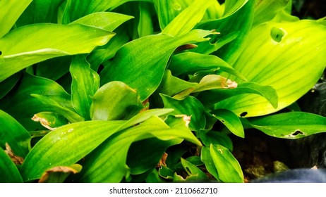 Detail Daun Background Nomer 51