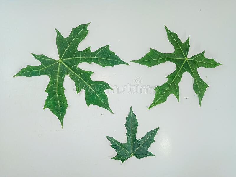 Detail Daun Background Nomer 54