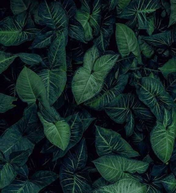 Detail Daun Background Nomer 10