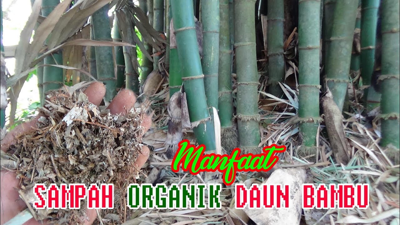 Detail Daun Bambu Kering Nomer 19