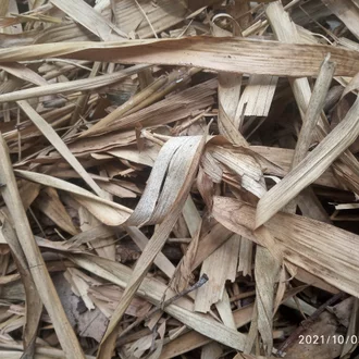 Detail Daun Bambu Kering Nomer 24