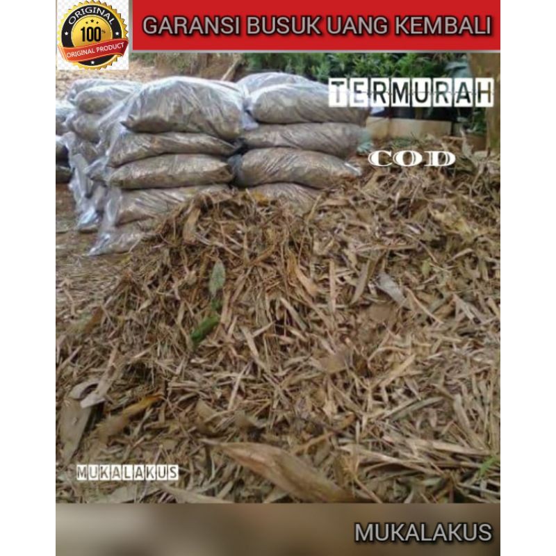 Detail Daun Bambu Kering Nomer 31