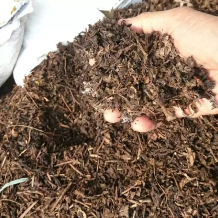Detail Daun Bambu Kering Nomer 33