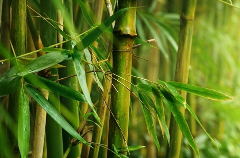 Detail Daun Bambu Kering Nomer 47