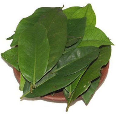 Detail Daun Bay Leaf Nomer 27