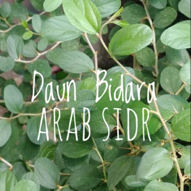 Detail Daun Bidara Arab Asli Nomer 24