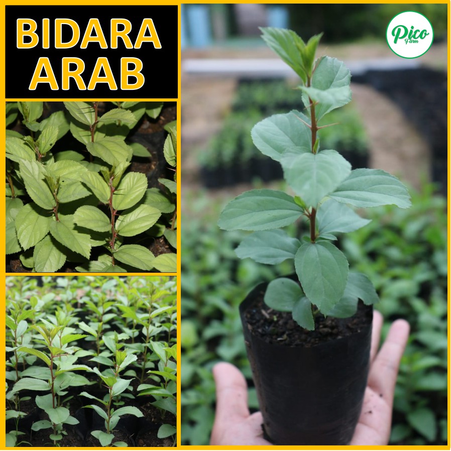 Detail Daun Bidara Arab Asli Nomer 58