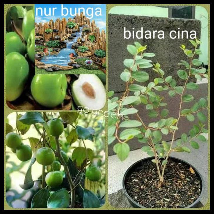 Detail Daun Bidara Cina Nomer 5