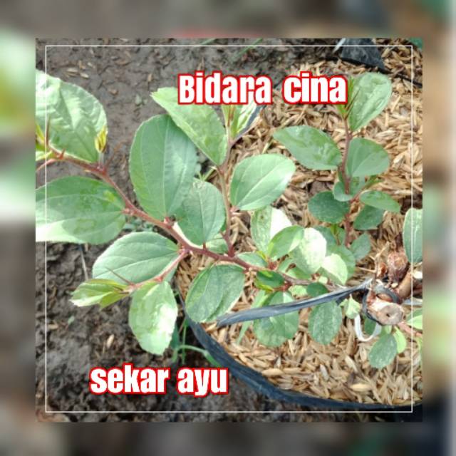 Detail Daun Bidara Cina Nomer 39