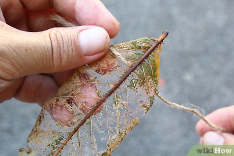 Detail Daun Bodhi Kering Nomer 20