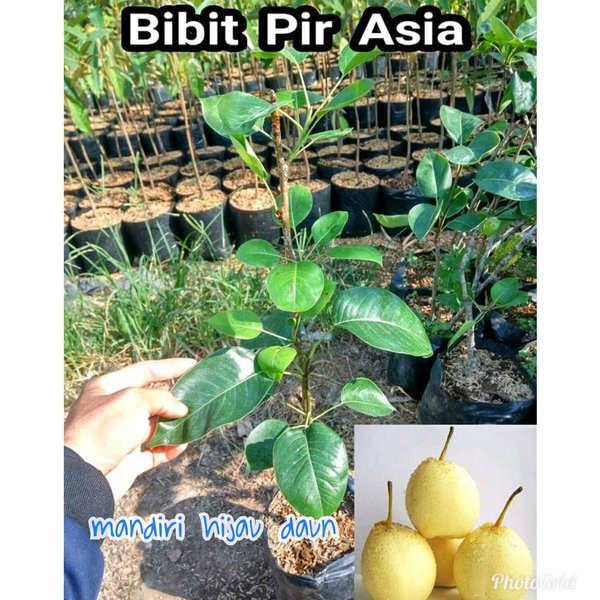 Daun Buah Pear - KibrisPDR