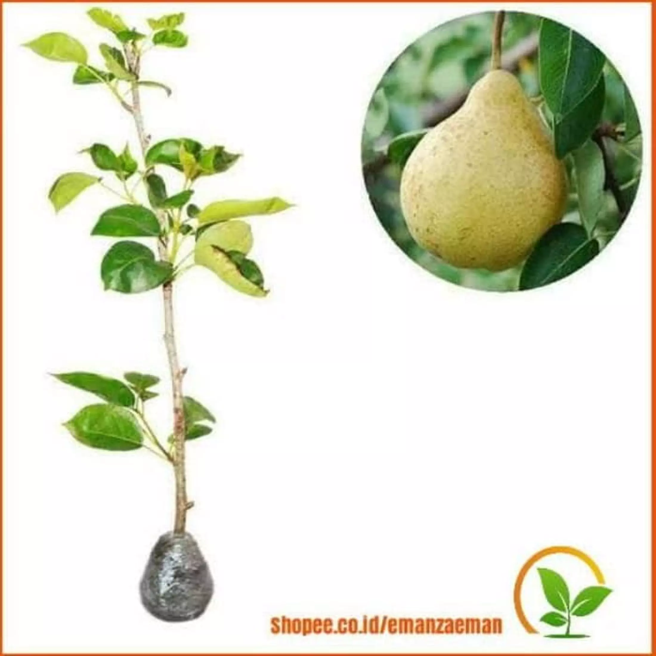 Detail Daun Buah Pear Nomer 11