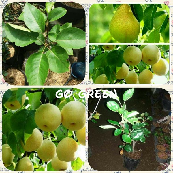 Detail Daun Buah Pear Nomer 12