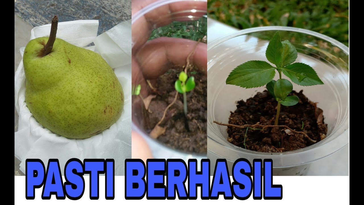 Detail Daun Buah Pear Nomer 20