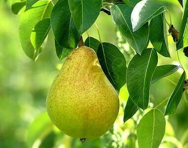 Detail Daun Buah Pear Nomer 29